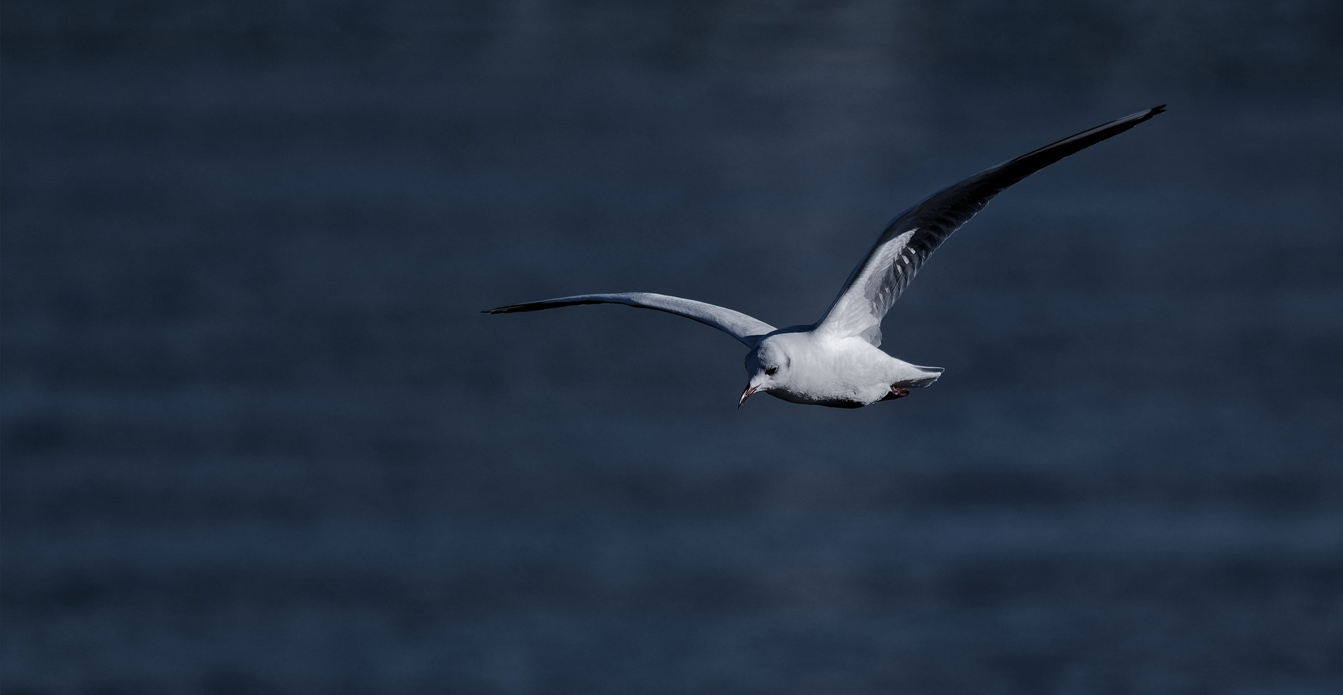 SEAGULLCORPORATION