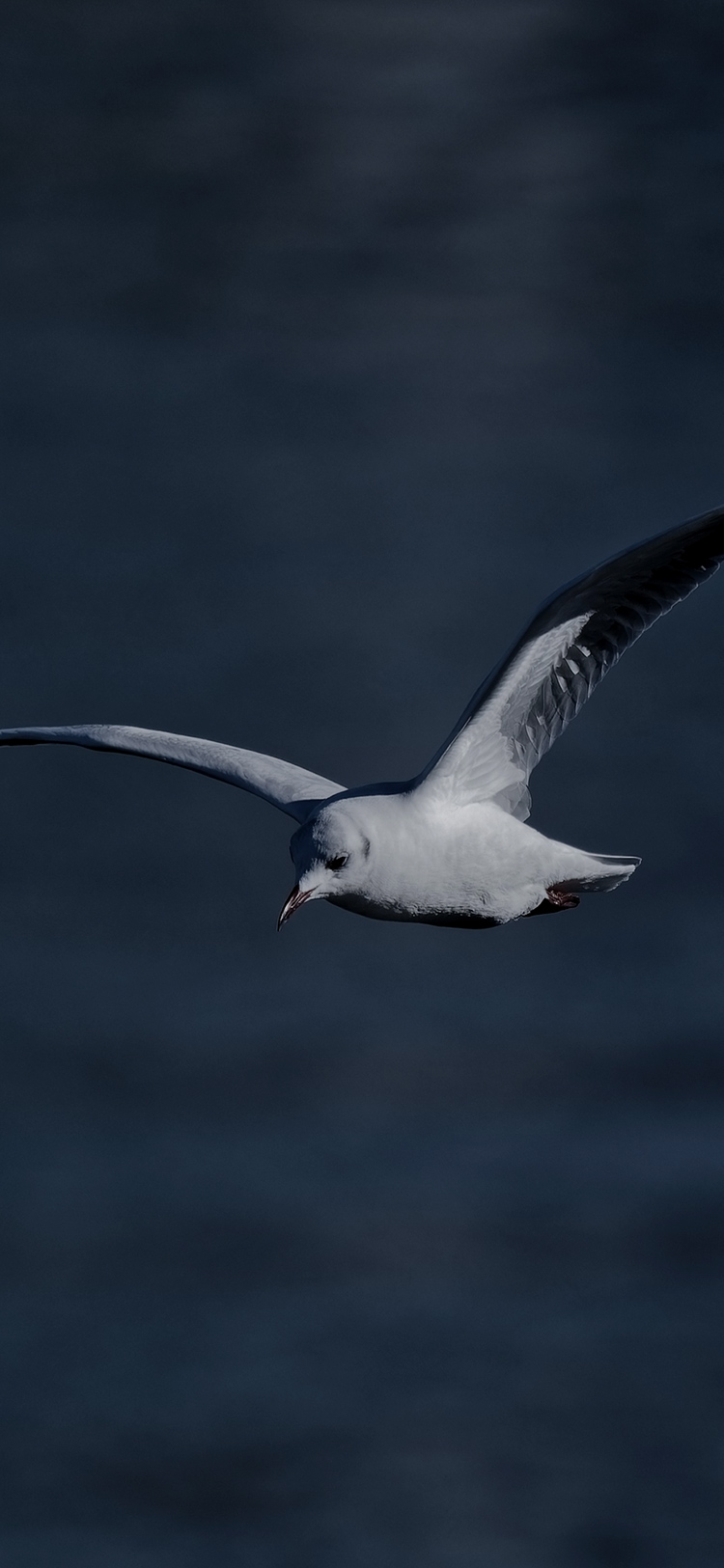 SEAGULLCORPORATION